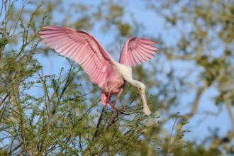 A pink bird with outspread wings on a tree branch, Roseate Spoonbill (Ajaja ajaja), spring, St.