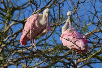 Two pink birds on a tree with branched branches in the sunlight, Roseate Spoonbill (Ajaja ajaja),