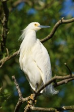 A white heron sits elegantly on a branch against a background of green leaves, Great Egret (Egretta