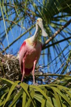 A pink bird stands on a nest surrounded by green palm branches under a blue sky, Roseate Spoonbill