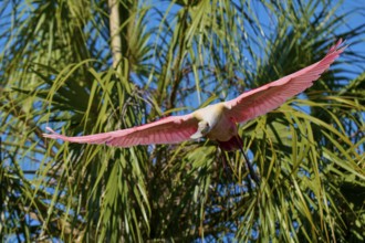 A pink bird flies with wide open wings through the air above green palm trees under a blue sky,