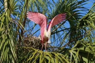 A pink bird flies from the nest, the wings are spread wide between the palm trees, Roseate