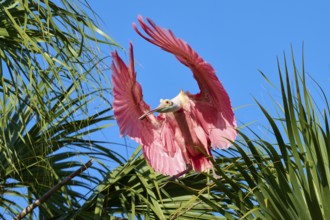 A pink bird spreads its wings wide above green palm trees against a clear blue sky, Roseate