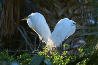 Two white birds standing back to back on a tree, Great White Egret (Ardea alba), spring, St.