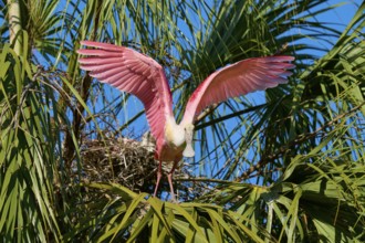 The pink bird rises into the air, its wings wide open, framed by palm trees, roseate spoonbill