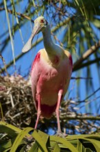 A pink bird stands on a branch amidst palm trees, gazing intently into the distance, Roseate