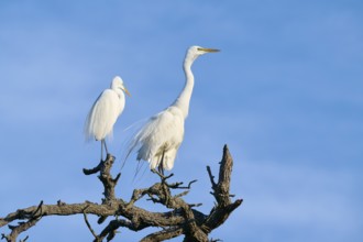 Two white herons sitting on a branch in front of a blue sky, Great Egret (Ardea alba), spring, St.