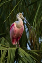 Bird with pink and white feathers balancing on a palm leaf, Roseate Spoonbill (Ajaja ajaja),