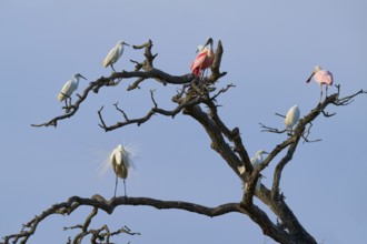 Birds sitting on bare branches under a blue sky, some are coloured pink and others white, Great