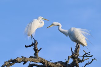 Two herons standing opposite each other on a branch against a blue sky, Great Egret (Ardea alba),
