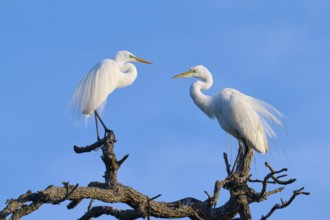 A pair of herons interacting on a branch, highlighted by blue sky, Great Egret (Ardea alba),