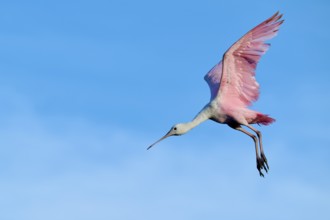 A bird with pink wings in the air, alive against a blue sky, Roseate Spoonbill (Ajaja ajaja),