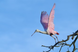 A bird with pink wings takes off from a branch, blue sky as background, Roseate Spoonbill (Ajaja