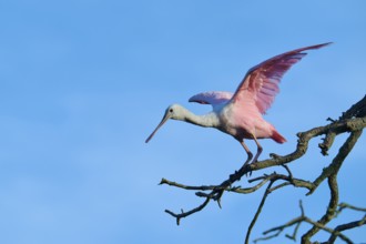 A bird with pink wings prepares for take-off, sitting on a branch, Roseate Spoonbill (Ajaja ajaja),