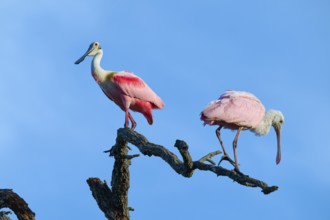 Two roseate spoonbills with pink plumage standing on a branch in front of a clear sky, roseate