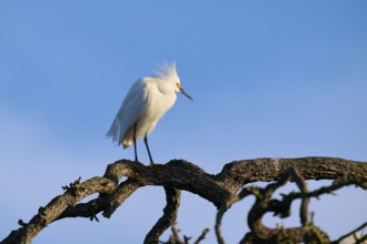An elegant white bird perched on a branchy tree against a blue sky, Great Egret (Egretta thula),