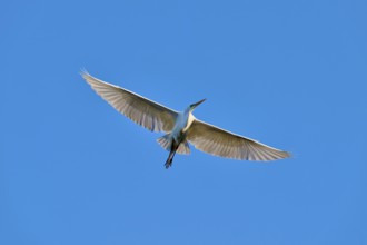 The egret elegantly soars across the sky with broad wings, Great Egret (Ardea alba), spring, St.