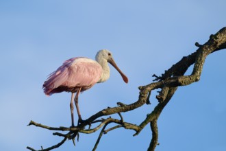 A roseate spoonbill with pink plumage resting on a branch, surrounded by blue sky, roseate