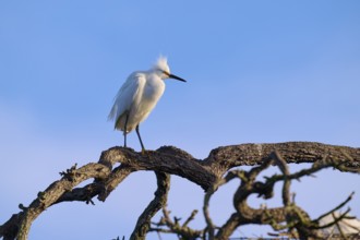 A white bird perched on a branchy tree against a blue sky, Great Egret (Egretta thula), spring, St.