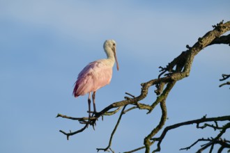 A roseate spoonbill with pink plumage stands on a branch against a blue sky, roseate spoonbill