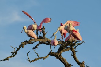 Several roseate spoonbills with pink plumage sitting and flying around gnarled branches, roseate