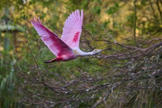 A roseate spoonbill with pink plumage flies through a wooded area, roseate spoonbill (Ajaja ajaja),
