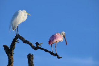 Two birds on a branch against a blue sky. A white and a pink bird side by side, Great White Egret