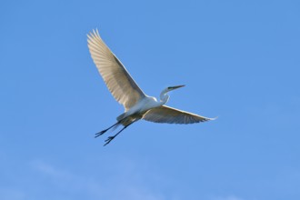 A heron flies majestically along the bright blue sky, Great Egret (Ardea alba), spring, St.