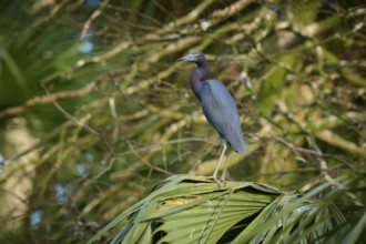 A heron perched on a palm branch in a green, wooded environment, Great Blue Heron (Egretta