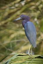 A heron stands on a palm leaf surrounded by a natural, calm background, Great Blue Heron (Egretta
