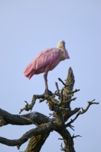 Bird with pink feathers standing on a branch under a clear sky, Roseate Spoonbill (Ajaja ajaja),