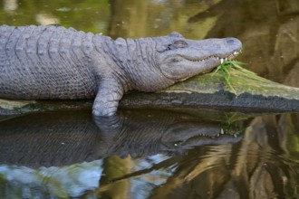 An alligator lies relaxed on a tree trunk, in the water, with a clear reflection, American