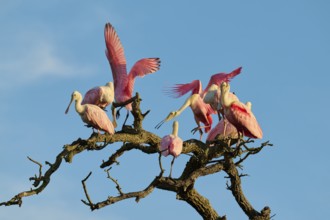 Several roseate spoonbills with pink plumage sitting on gnarled branches in front of a blue sky,