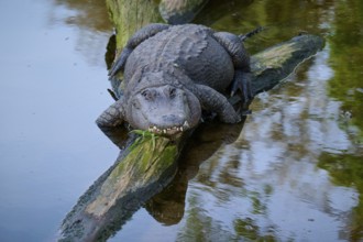 An alligator lying on a tree trunk in the water, surrounded by natural reflections, American