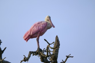 Bird with pink plumage sitting quietly on a branch, surrounded by trees, Roseate Spoonbill (Ajaja