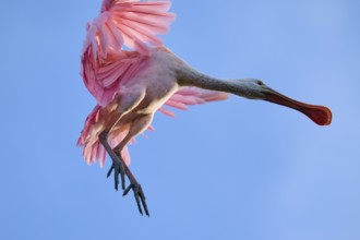 Bird in pink plumage flying in blue sky, dynamic pose, Roseate Spoonbill (Ajaja ajaja), spring, St.