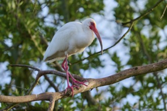 A white bird with red legs and beak sitting on a branch against a green background, White Ibis,