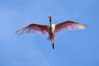 Bird with pink feathers flying high in the blue sky with spread wings, Roseate Spoonbill (Ajaja