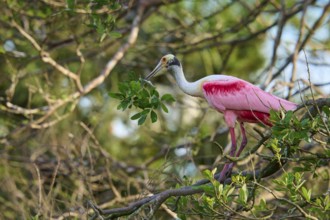 Bird with pink feathers sitting on a branch in the middle of dense trees, Roseate Spoonbill (Ajaja