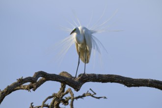 A heron on a branch presents its feathery dress in the sunlight, Great Egret (Ardea alba), spring,