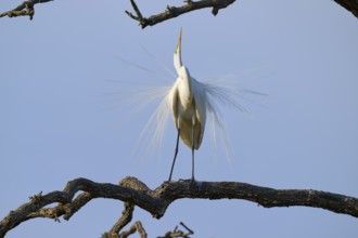 A heron stands on a branch, showing its magnificent plumage against a blue sky, Great Egret (Ardea