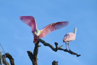 A roseate spoonbill spreads its pink wings while another one stands on a branch, roseate spoonbill