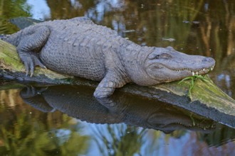An alligator resting on a tree trunk, natural water environment reflected, American alligator