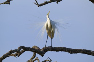 A heron in an upright position, proud expression, broad plumage, Great Egret (Ardea alba), spring,