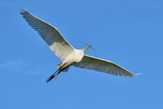 A single bird flies with a twig in its beak against a clear blue sky, Great Egret (Ardea alba),