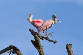 Two pink birds sitting together on a branch in front of a blue sky, Roseate Spoonbill (Ajaja