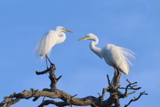 Two herons communicate on a branch, harmoniously framed in the blue sky, Great Egret (Ardea alba),