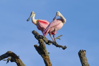 A pair of birds with pink plumage resting on a branch, clear sky in the background, Roseate