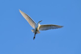 With outstretched wings, the heron glides through the air above the blue sky, Great Egret (Ardea