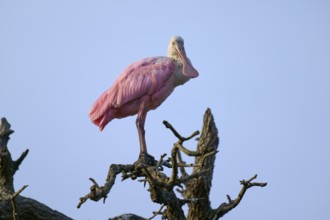 Bird in pink plumage standing alone on a bare branch, Roseate Spoonbill (Ajaja ajaja), spring, St.